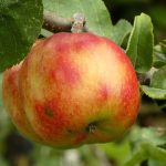 apple, fruit, apple tree, autumn, nature, leaves, foliage, autumn leaves, autumn colours, trees, sheet, detail, vegetable, tree