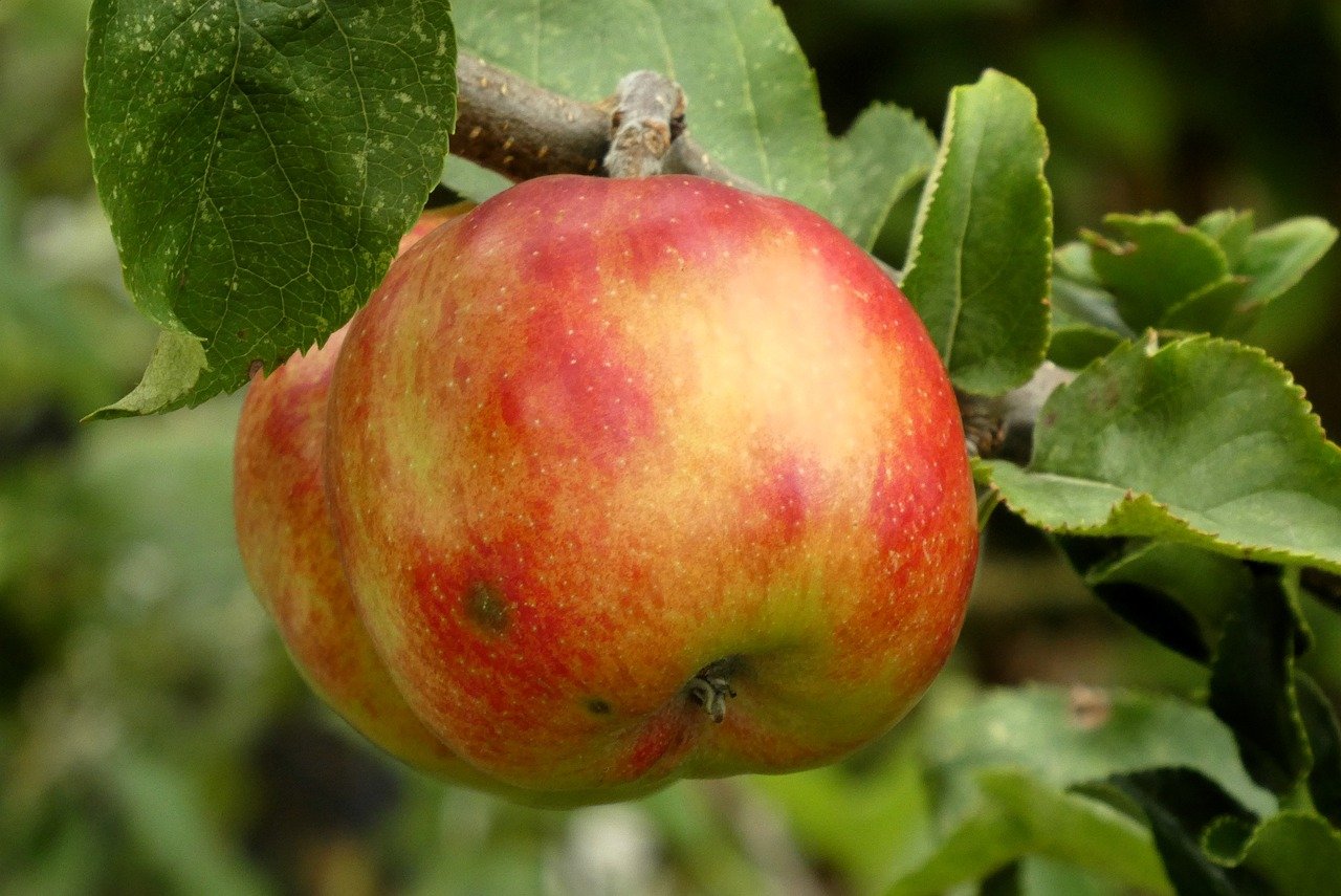 apple, fruit, apple tree, autumn, nature, leaves, foliage, autumn leaves, autumn colours, trees, sheet, detail, vegetable, tree
